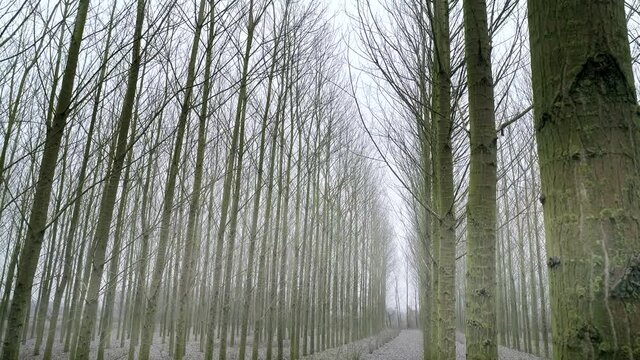 Poplar Trees With Fallen Leaves in Autumn