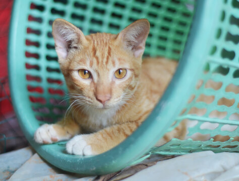 cute orange cat is sleeping in a basket