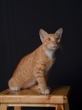 Cute orange cat with black background photo studio is looking something