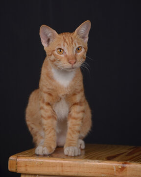 Cute orange cat with black background photo studio 1