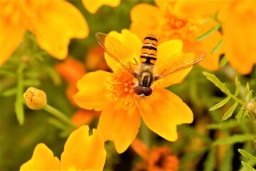 Macro Hoverfly on a marigold flower head. Latin name Syrphidae