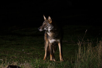 Grey wolf free on the Greek mountails walking at night