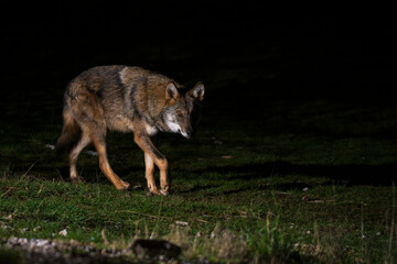 Grey wolf free on the Greek mountails walking at night
