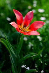 pink lily in the garden