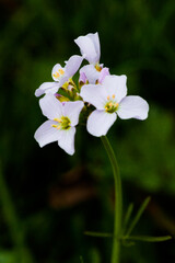 Obraz premium white and pink flowers