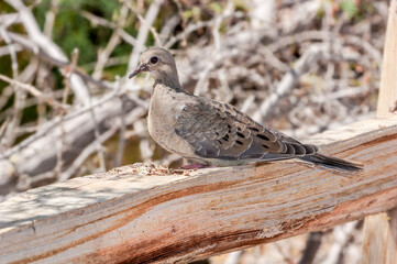 Immature Mourning Dove (Zenaida macroura) in Salton Sea area, Imperial Valley, California, USA