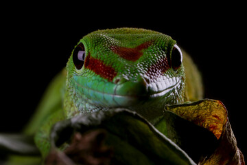 Giant day gecko closeup face