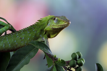 Green lizard on branch, green lizard sunbathing on wood