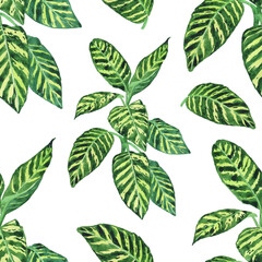 Seamless pettern of Dieffenbachia Dumb canes on white background. Watercolor hand drawing illustration. Potted plant for design.