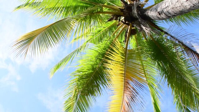 coconut tree, wind blowing tropical palm leaves and blue sky background in summer season, low angle view.
