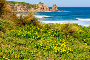 Yellow wild flowers in the Phillip Island Nature Park - Phillip Island, Victoria, Australia