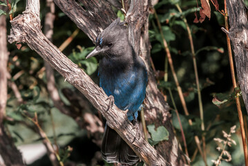 Steller’s Jay (Cyanocitta stelleri) in coniferous forest, Anchorage, Alaska, USA