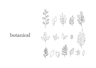 手描き　葉っぱ　線画　ナチュラル　ボタニカル