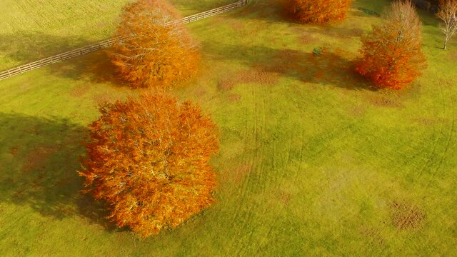 Aerial view from left to right of trees shedding their yellow leaves on the green grass indicating autumn season with a fencing the agricultural field beside it in Thetford,norfolk, UK.