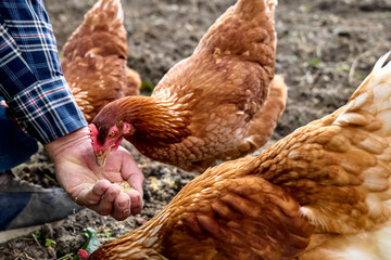 Man feeding hens from hand in the farm. Free-grazing domestic hen on a traditional free range...