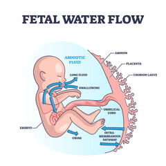 Fetal water flow and amniotic fluid with anatomical structure outline diagram. Labeled educational scheme with pregnant woman belly inner parts vector illustration. Medical unborn baby functionality.