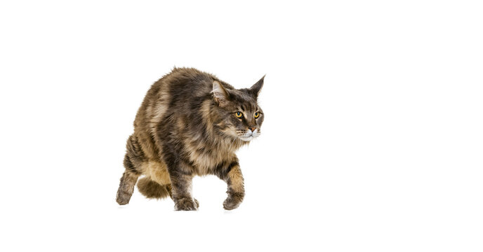 Studio shot of purebred big Maine Coon cat walking away isolated on white studio background. Animal life concept