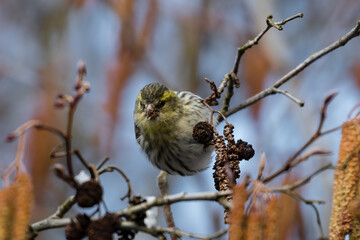 Obraz premium The Eurasian siskin on a tree, a very agile bird and its acrobatics, eats alder fruits (Alnus), alder seeds and cones
