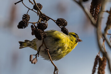 The Eurasian siskin on a tree, a very agile bird and its acrobatics, eats alder fruits (Alnus), alder seeds and cones