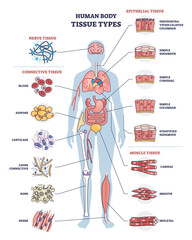 Human body tissue types with nerve, connective, muscle and epithelial outline diagram. Labeled educational anatomical structure with microbiology elements vector illustration. Healthy organ collection - obrazy, fototapety, plakaty