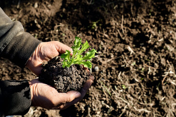 Hands of mature man holding young lettuce plant for planting. Horticulture sostenible. Working in the garden as a hobby in new normal.