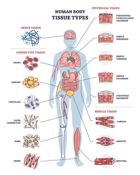 Human body tissue types with nerve, connective, muscle and epithelial outline diagram. Labeled educational anatomical structure with microbiology elements vector illustration. Healthy organ collection