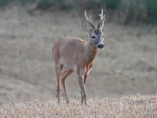 Fototapeta premium deer in the forest