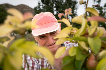 Close up of a senior farmer concentrating on his harvesting work