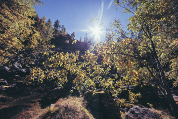 Scenic sunny mountain autumn landscape against sun with yellow leaves on trees in sunbeams. Colorful alpine scenery with autumn foliage in sun rays. Golden leaves in sunlight in fall time in mountains