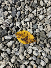 砂利道の落ち葉