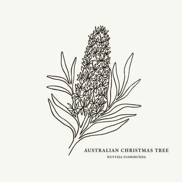 Sketch Australian Christmas tree. Hand drawn nuytsia floribunda