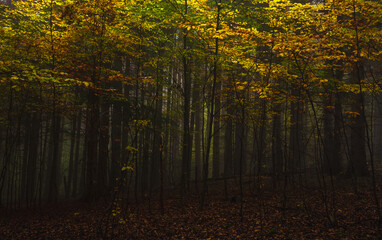 Obraz premium Fog in dark forest at autumn. Beautiful landscape of nature. High quality photo