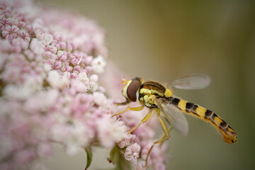 Colorful flower fly macro