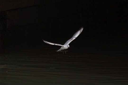 Tern hovering over the Douro river