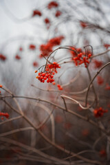 Photo of a red viburnum bush in winter.