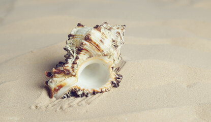 seashell on a sandy shore