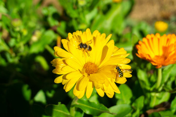 yellow flowers in the garden