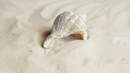 seashell on a sandy shore