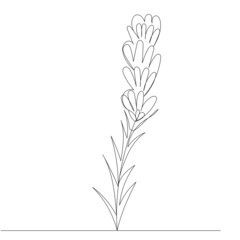 flower continuous line drawing, sketch