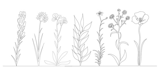 flowers, plants collection continuous line drawing, sketch
