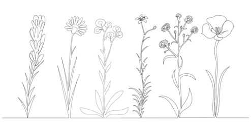 flowers, plants collection continuous line drawing, sketch