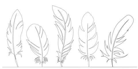 feather bird continuous line drawing collection, sketch © zolotons