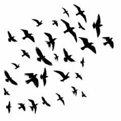 Obraz na płótnie Canvas flying birds black silhouette, isolated, vector