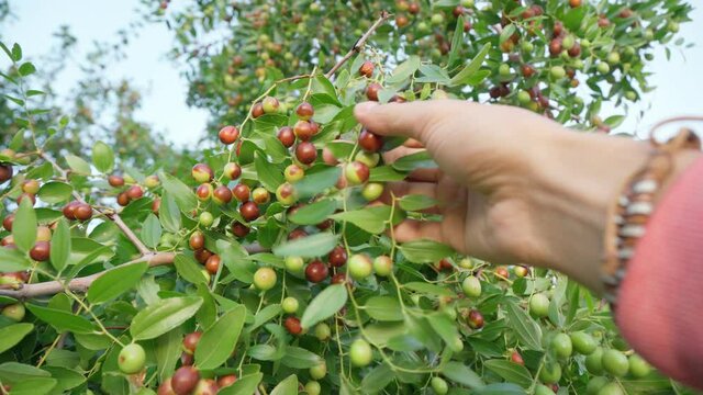 Ziziphus jujuba, commonly called jujube, red date, Chinese date. Hanging on a branch, harvest