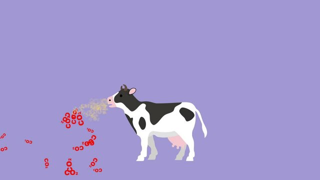Raising cattle, climate change and carbon neutrality