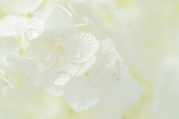 Obraz na płótnie Canvas White hydrangea flowers macro shot with rain drops. Natural background