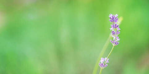 Single lavender flower on green natural background. Copy space.