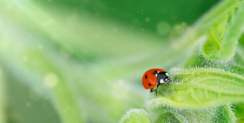 Green natural background with ladybug. Copy space
