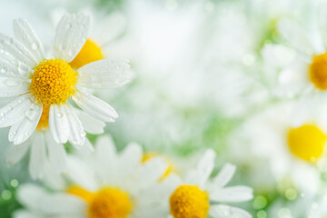 Chamomile flowers background. Close up, copy space