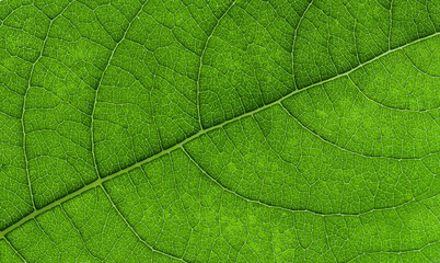 Fototapeta na wymiar Macro background of green leaf texture.